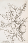 The orange tree.
