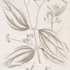 The cinamon tree.