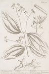 The cinamon tree.