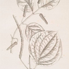 Hans sloan's long pepper, long pepper of the shops.