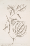 Hans sloan's long pepper, long pepper of the shops.