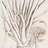 The dragon tree.