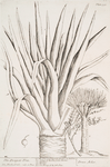The dragon tree.