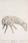 The scythian lamb.