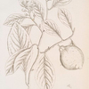 The lemon tree.