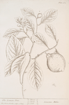 The lemon tree.
