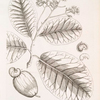 West India anacardium.