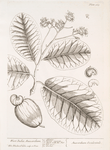 West India anacardium.