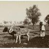 Peasant ploughing