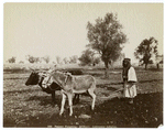 Peasant ploughing