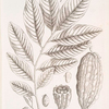 The coco nut tree.