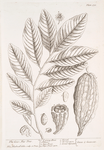 The coco nut tree.