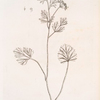 Anise.