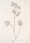 Anise.