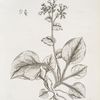 Spotted lungwort.