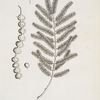 Acacia.