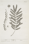 Acacia.