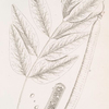 Cassia fistula.