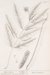 Cassia fistula.