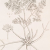 Macedonian parsley.