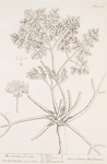 Macedonian parsley.