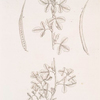 Fenugreek.