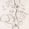 The India berry tree.