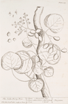 The India berry tree.