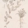 Pellitory of Spain.