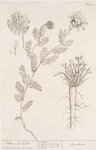 Pellitory of Spain.