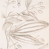 Malabar or java cinamon.