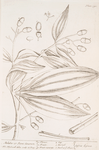 Malabar or java cinamon.