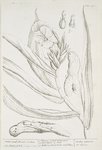 Bitter and sweet costus.