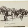 Line of camels