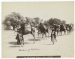 Line of camels