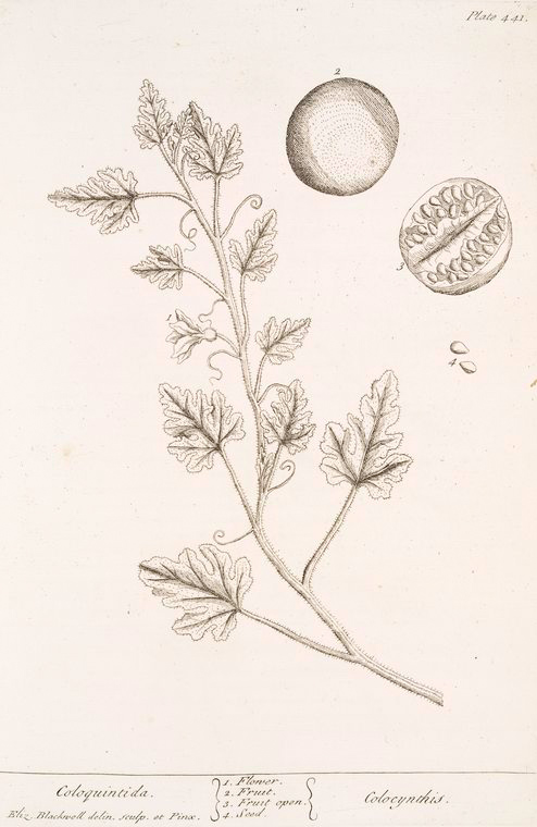 Digital Collections - Coloquintida.