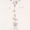 Lesser centory.