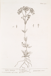 Lesser centory.