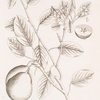 The pear tree.