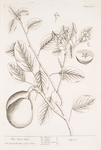 The pear tree.