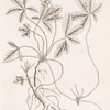 Cinquefoil.