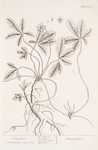 Cinquefoil.