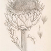 Artichoke.