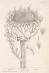Artichoke.