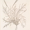 Buck's horn plantain.