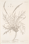 Buck's horn plantain.