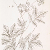 Meadow sweet.