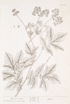 Meadow sweet.