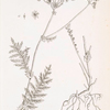 Dropwort.
