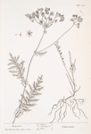 Dropwort.